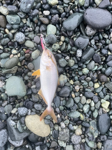 ショゴの釣果