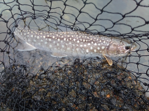 アメマスの釣果