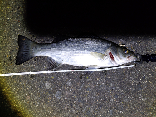 セイゴ（ヒラスズキ）の釣果