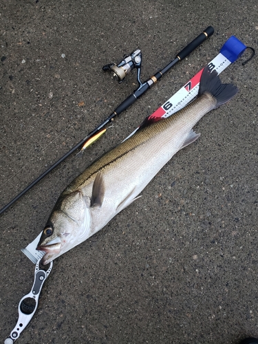 シーバスの釣果