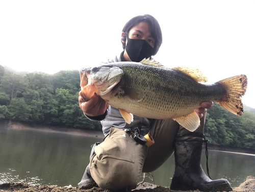 ラージマウスバスの釣果