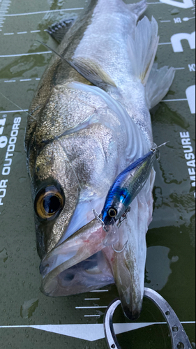 シーバスの釣果