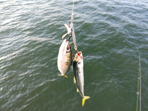 サバの釣果