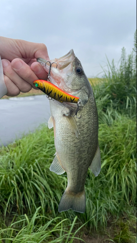 ブラックバスの釣果