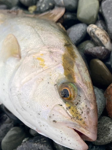 ショゴの釣果