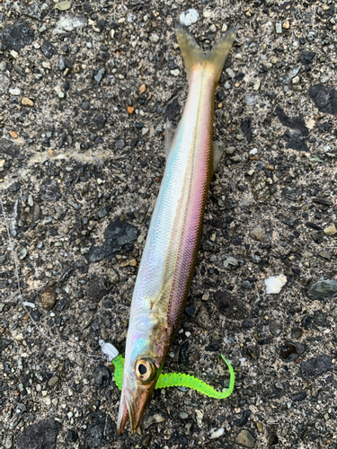 カマスの釣果