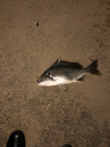 キビレの釣果