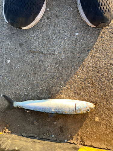 イワシの釣果