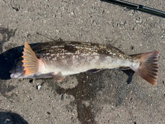 アイナメの釣果