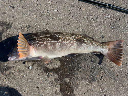 アイナメの釣果