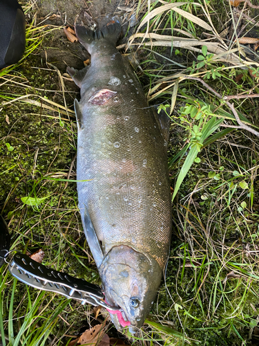 カラフトマスの釣果