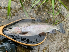 ニジマスの釣果