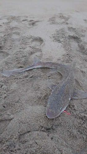 ホシザメの釣果