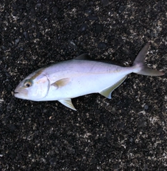 ショゴの釣果