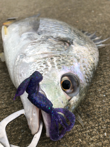 釣果