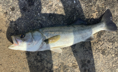 スズキの釣果