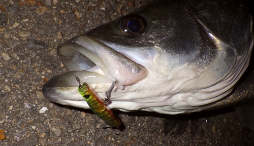 シーバスの釣果