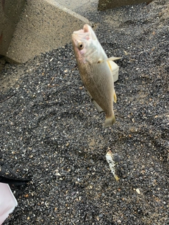 イシモチの釣果