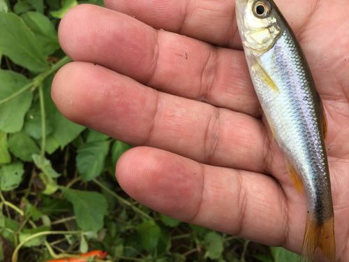 カワムツの釣果