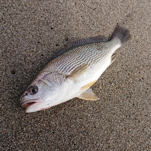 イシモチの釣果