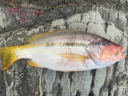 ヨコスジフエダイの釣果