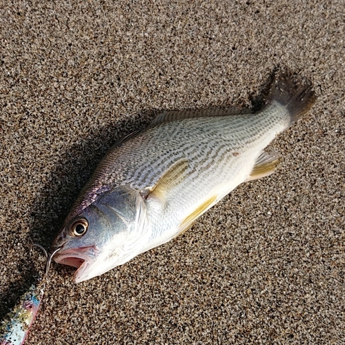 イシモチの釣果