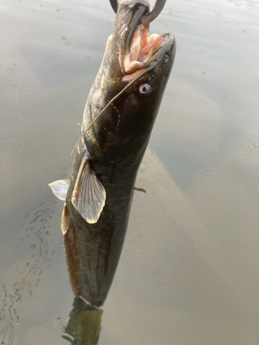 ナマズの釣果