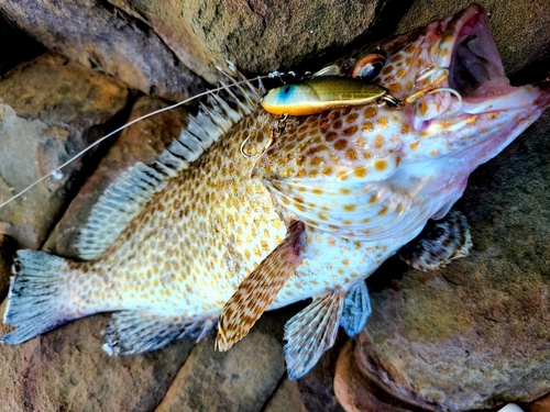 オオモンハタの釣果