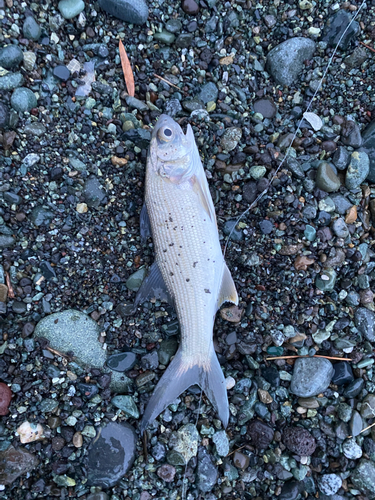 ツバメコノシロの釣果