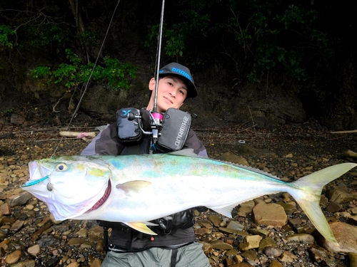 ブリの釣果