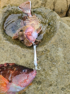 カサゴの釣果