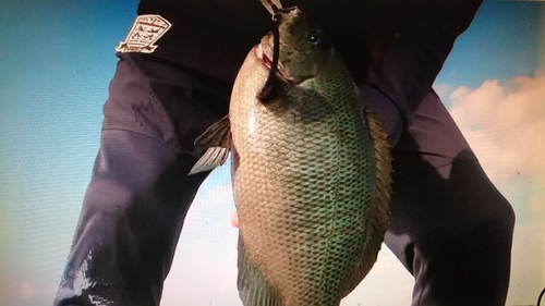 イシダイの釣果