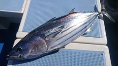 カツオの釣果