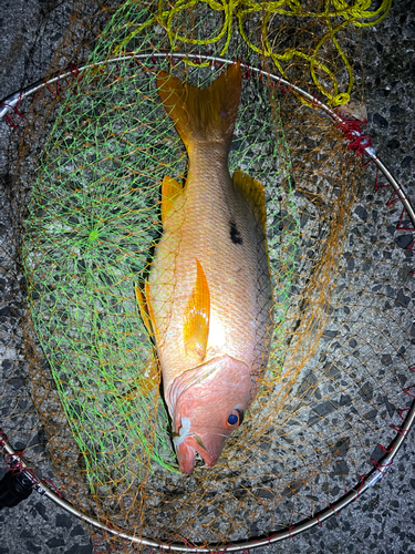 イッテンフエダイの釣果