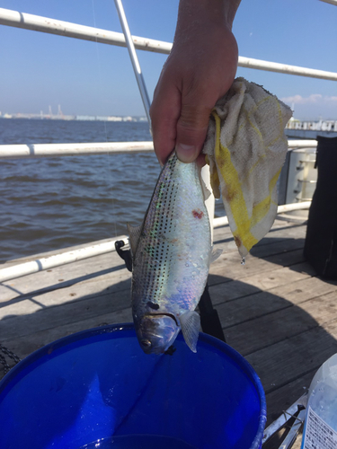 コノシロの釣果