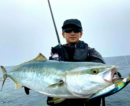 ブリの釣果