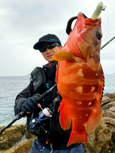 アカハタの釣果