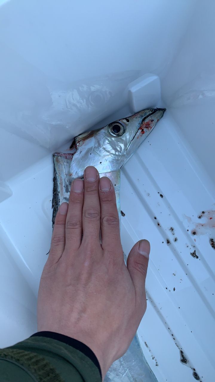 タチウオ