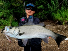 ヒラスズキの釣果