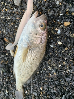 イシモチの釣果