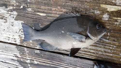 メジナの釣果