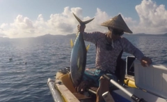 キハダマグロの釣果