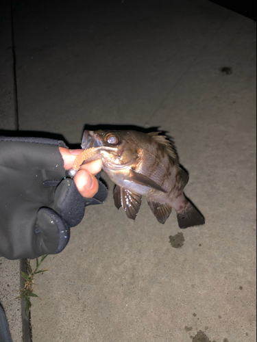 メバルの釣果