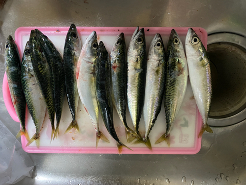 マサバの釣果