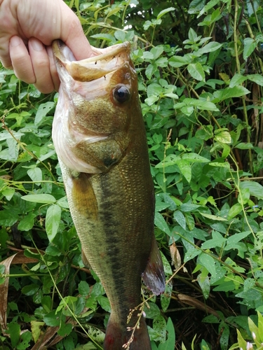 ブラックバスの釣果