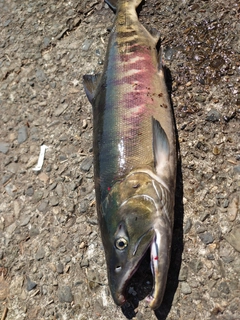 アキアジの釣果