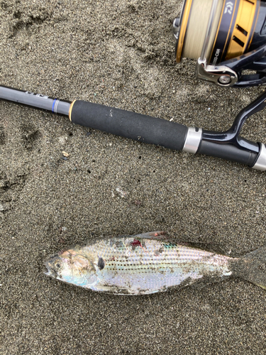 コノシロの釣果