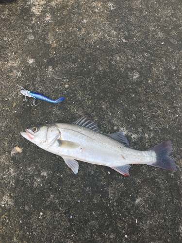 フッコ（マルスズキ）の釣果