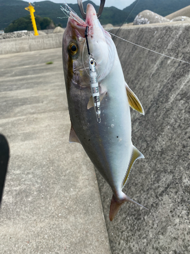 ネリゴの釣果