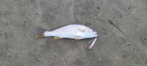 ニベの釣果